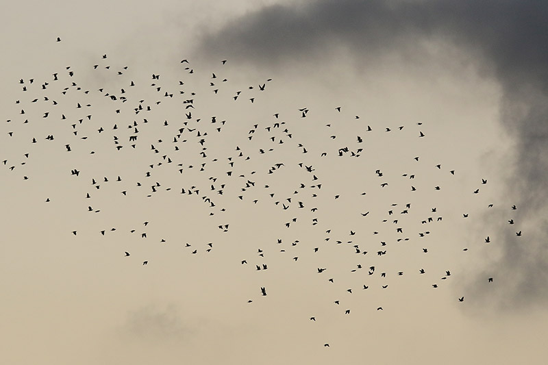 Wood Pigeons by Mick Dryden