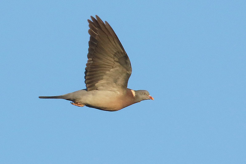 Woodpigeon by Mick Dryden