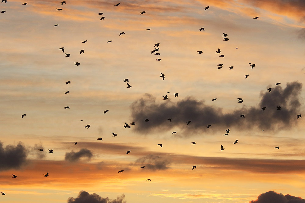 Woodpigeon by Mick Dryden