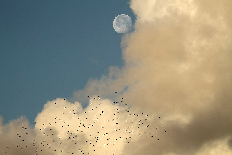 Woodpigeons by Mick Dryden