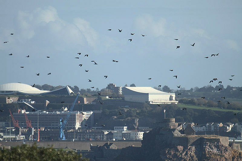 Wood pigeons by Mick Dryden