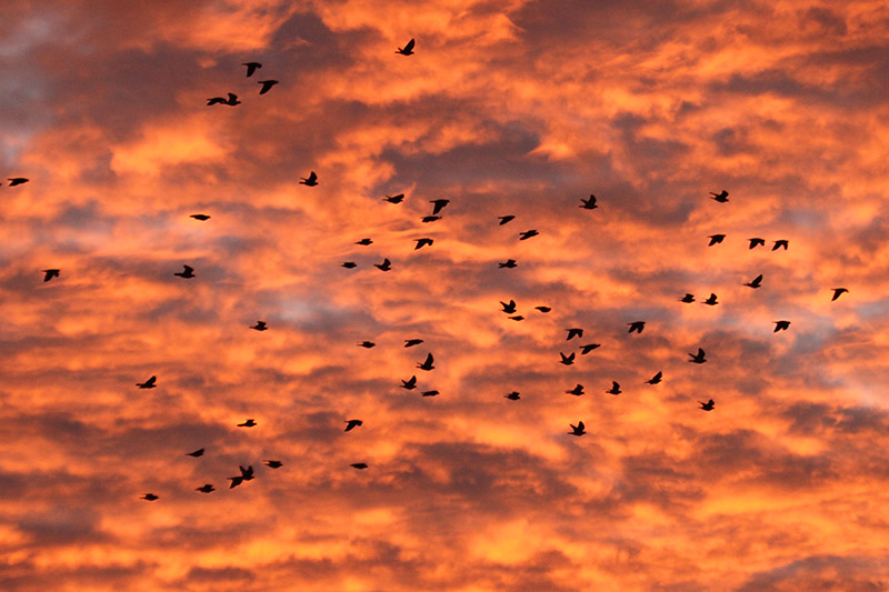 Woodpigeons by Mick Dryden