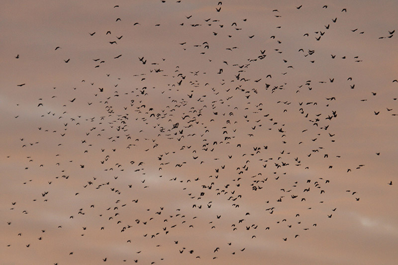 Woodpigeons by Mick Dryden