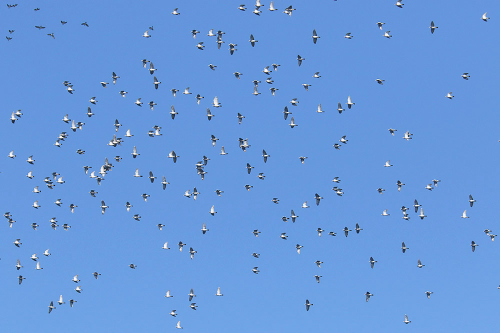 Woodpigeons by Mick Dryden