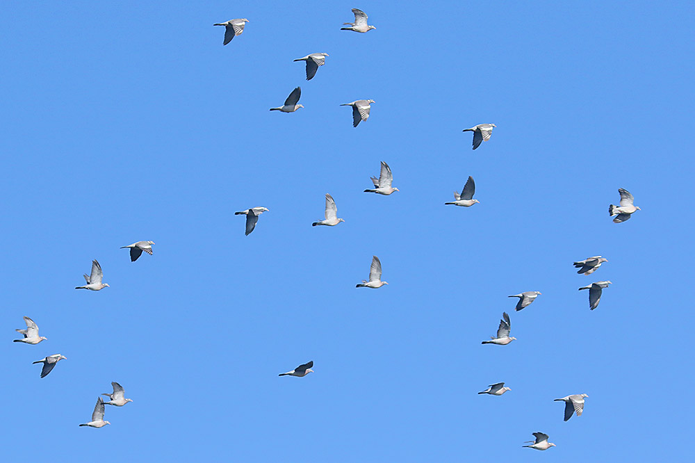 Woodpigeons by Mick Dryden