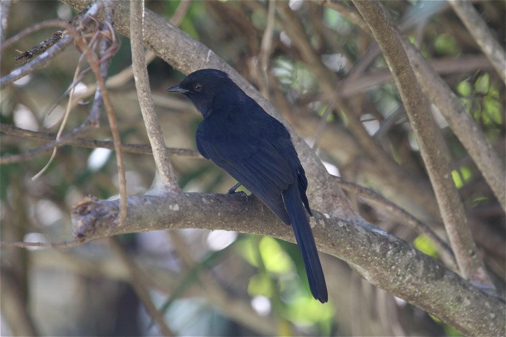 Northern Black Flycatcher by Tony Paintin