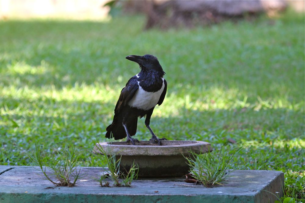 Pied Crow by Tony Paintin