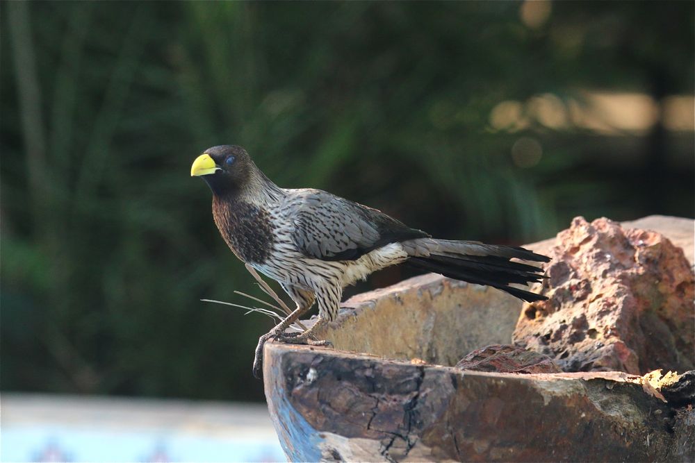 Western Grey Plantain-eater by Tony Paintin