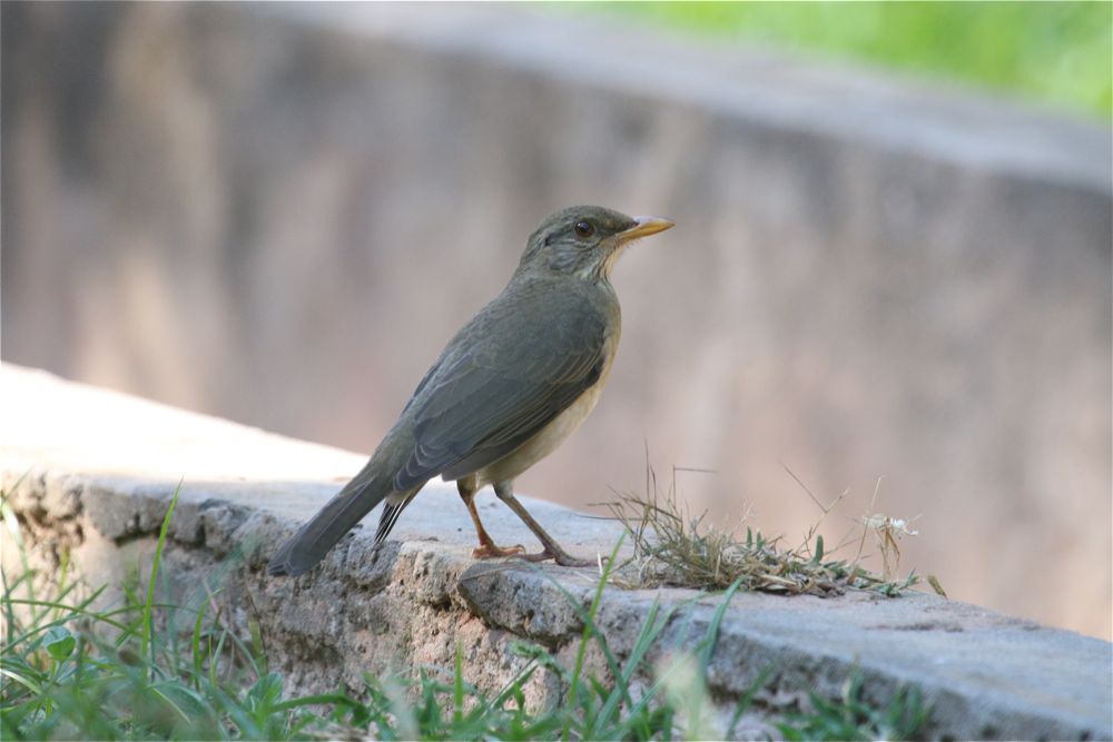 African Thrush by Tony Paintin