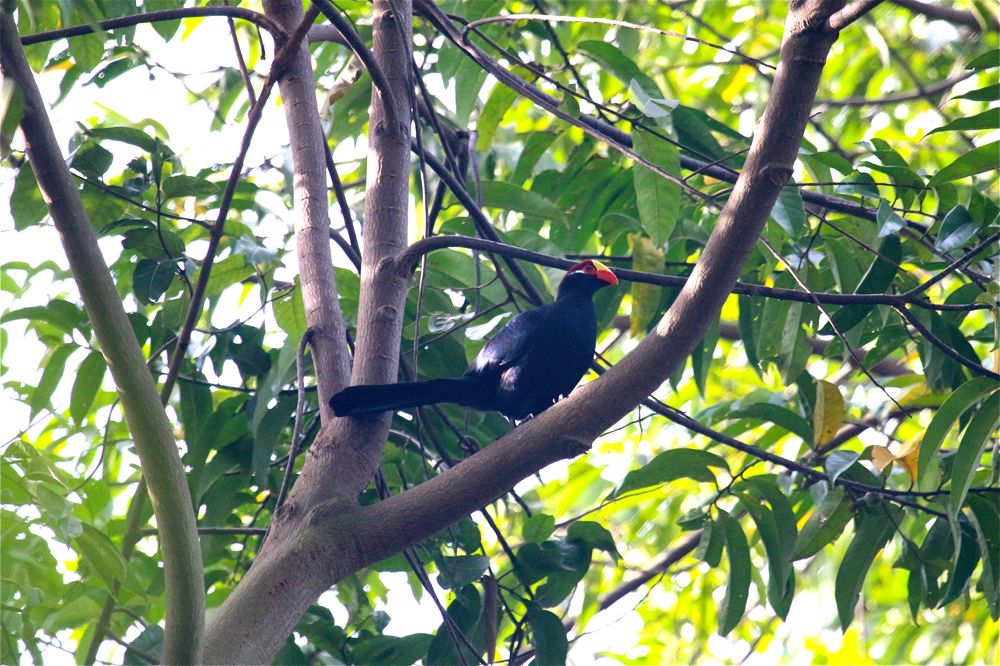 Violet Turaco by Tony Paintin