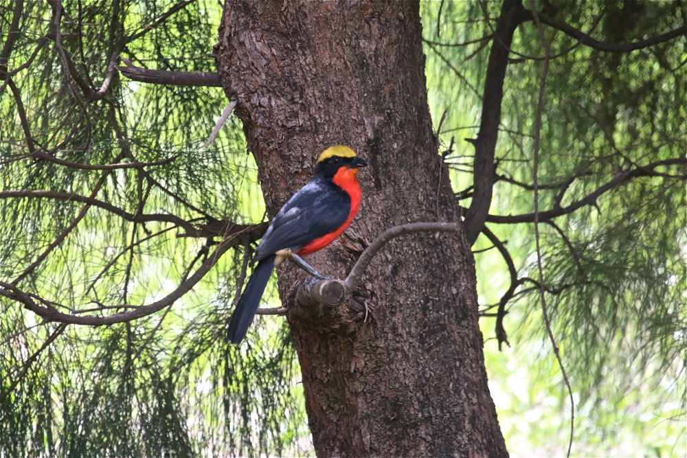 Yellow-crowned Gonolek by Tony Paintin