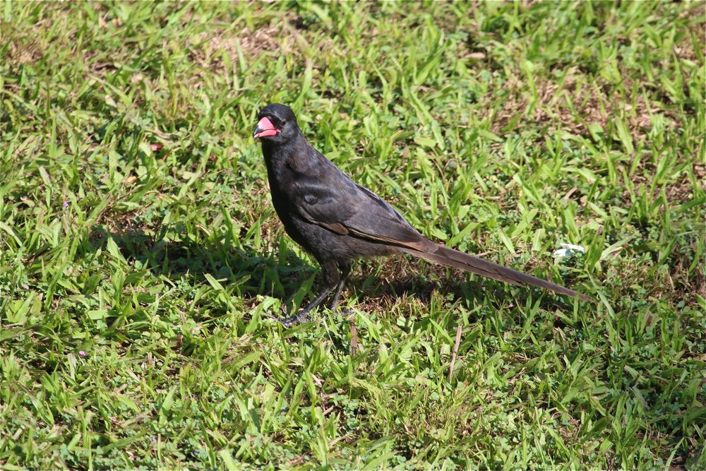 Piapiac by Tony Paintin