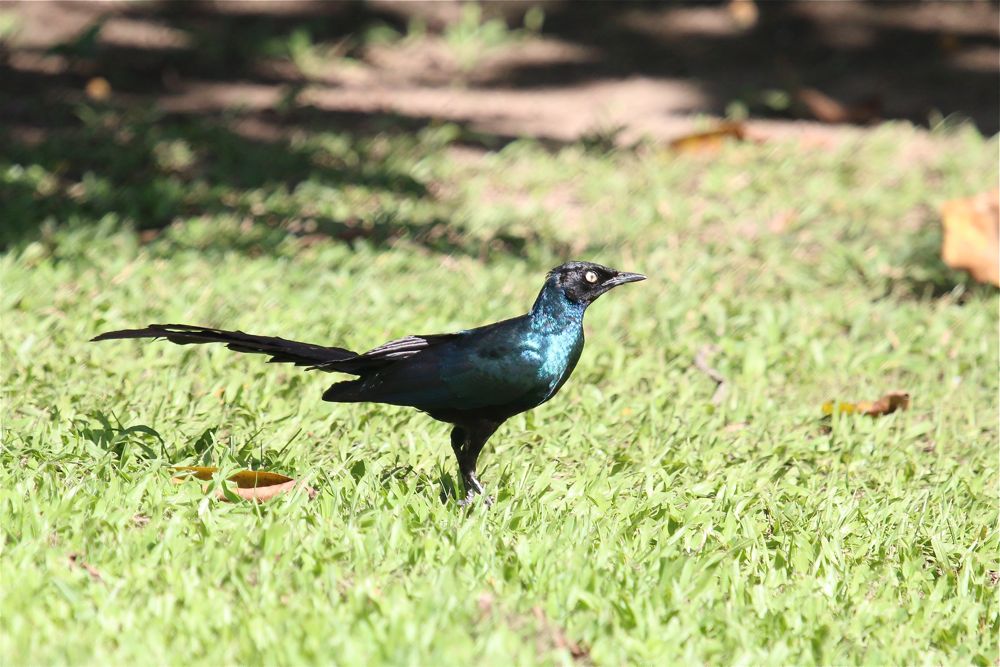 Long-tailed Glossy Starling by Tony Paintin