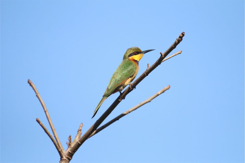 Little Bee-eater by Tony Paintin