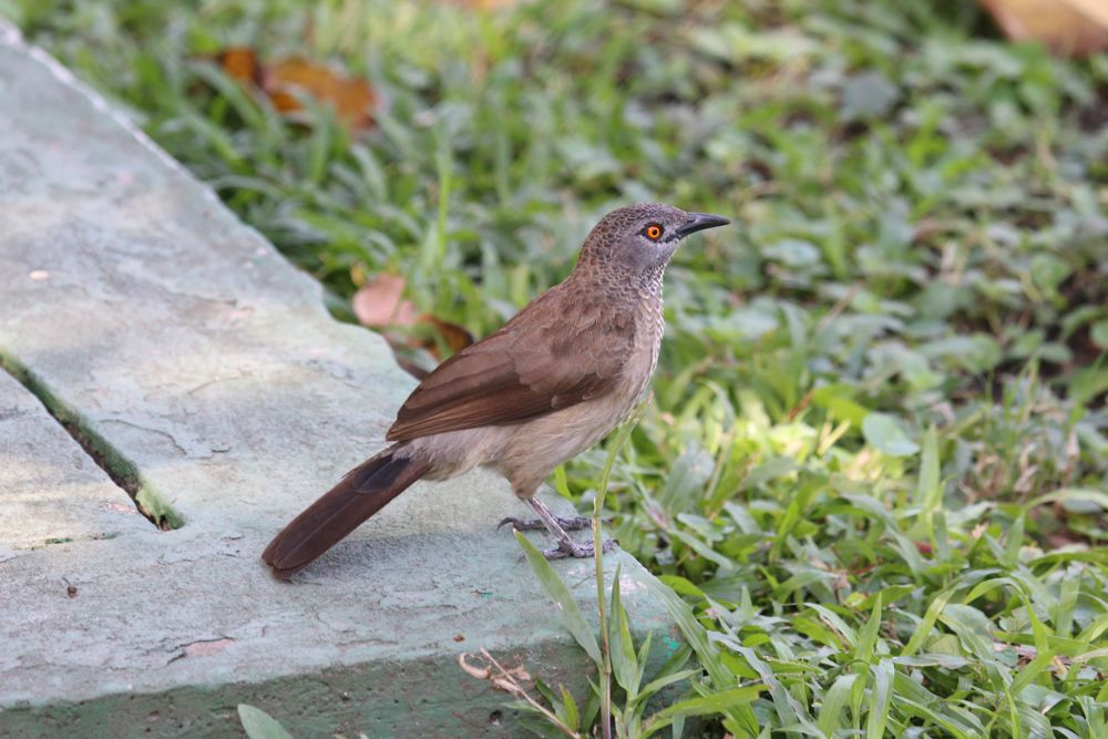 Brown Babbler by Tony Paintin