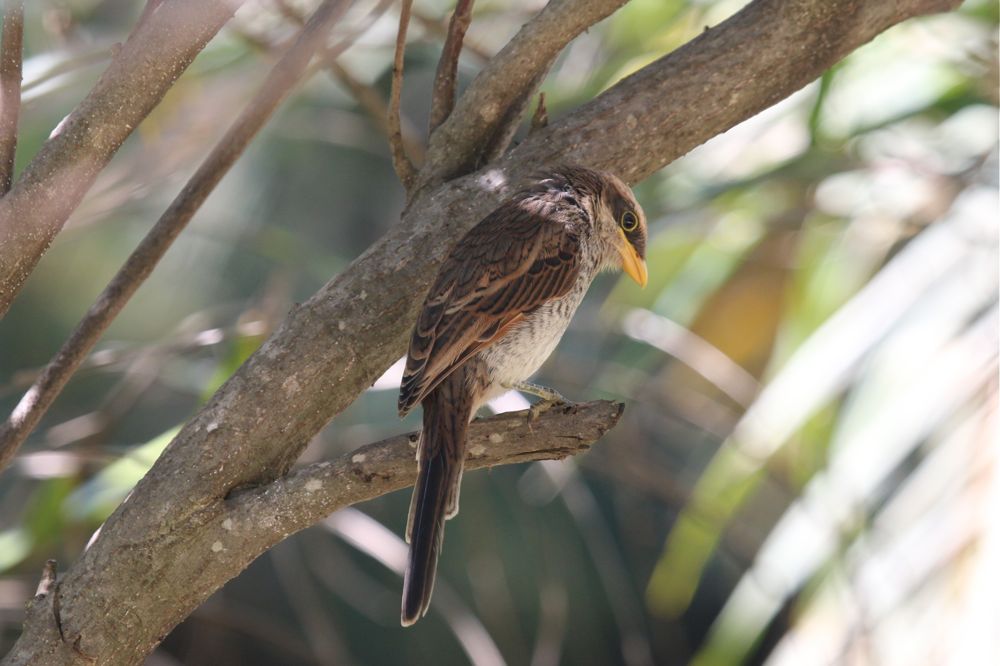 Yellow-billed Shrike by Tony Paintin