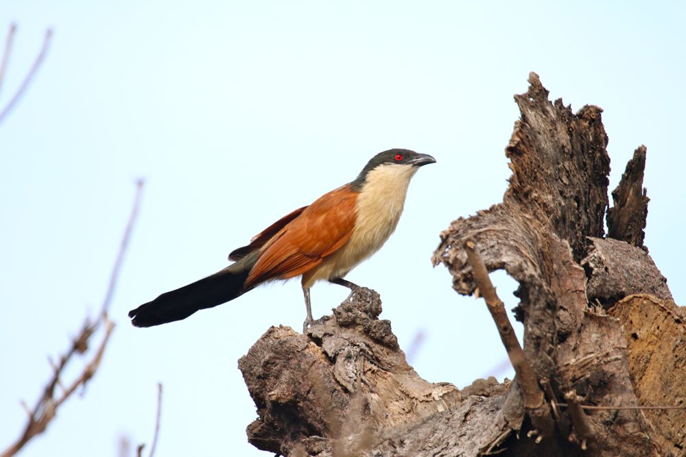 Senegal Coucal by Tony Paintin