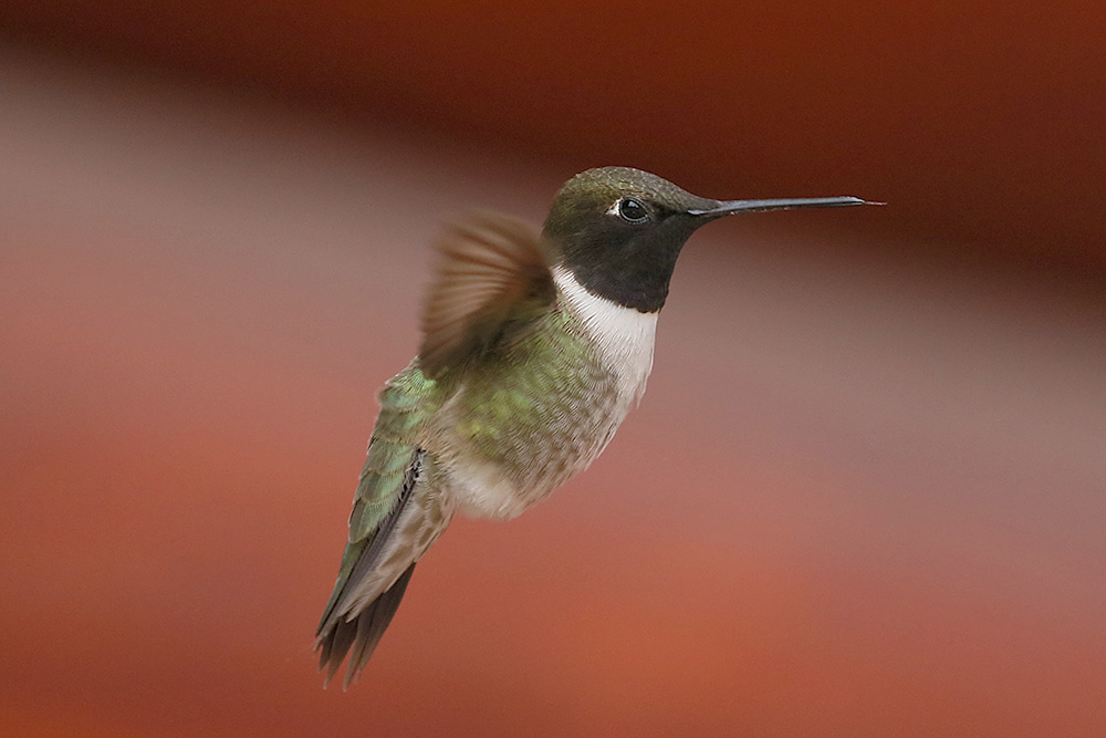 Black-chinned Hummingbird by Mick Dryden