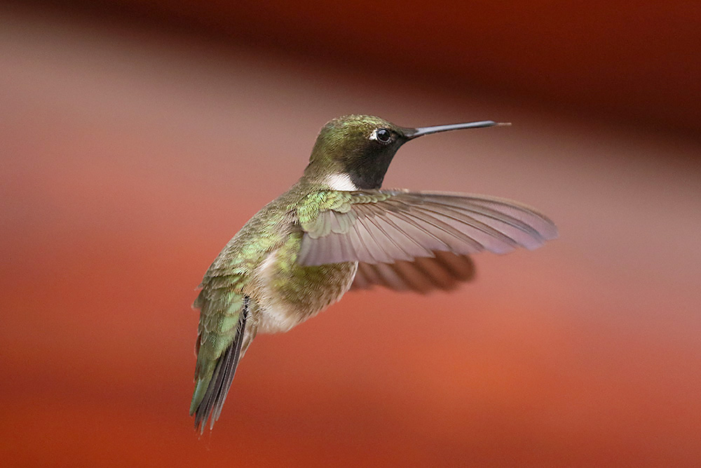Black-chinned Hummingbird by Mick Dryden