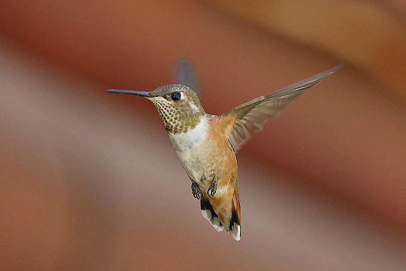 Rufous Hummingbird by Mick Dryden