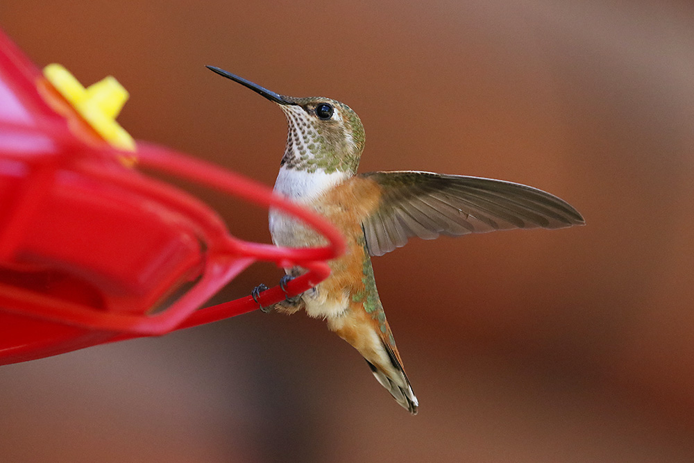 Rufous Hummingbird by Mick Dryden