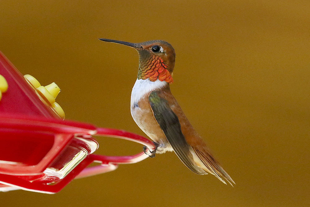 Rufous Hummingbird by Mick Dryden