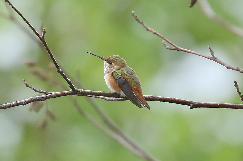 Rufous Hummingbird by Mick Dryden