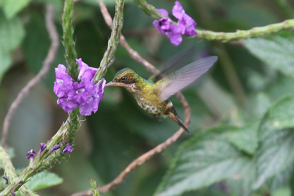 Black-crested Cocquette by Mick Dryden