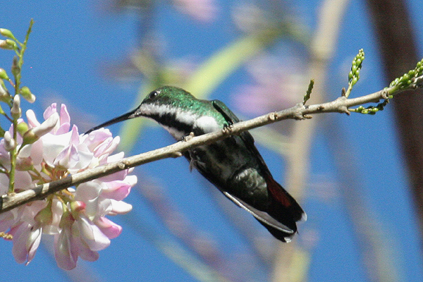 Black-throated Mango by Mick Dryden