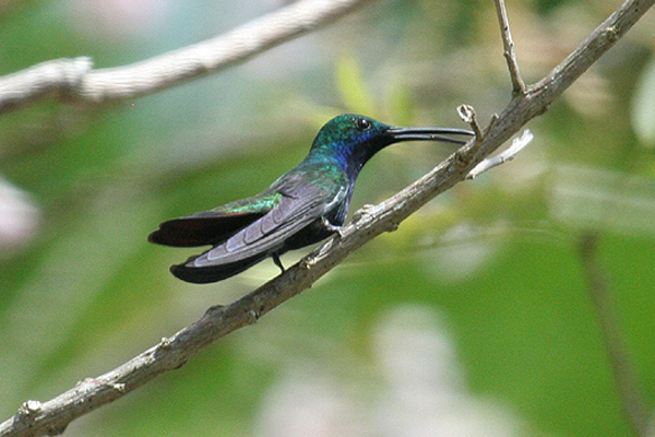 Black-throated Mango by Mick Dryden