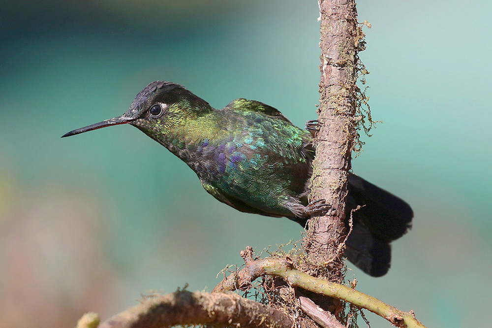 Fiery-throated Hummingbird by Mick Dryden