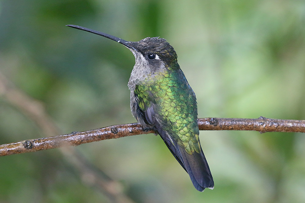 Magnificent Hummingbird by Mick Dryden