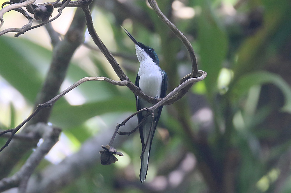 Purple-crowned Fairy by Mick Dryden