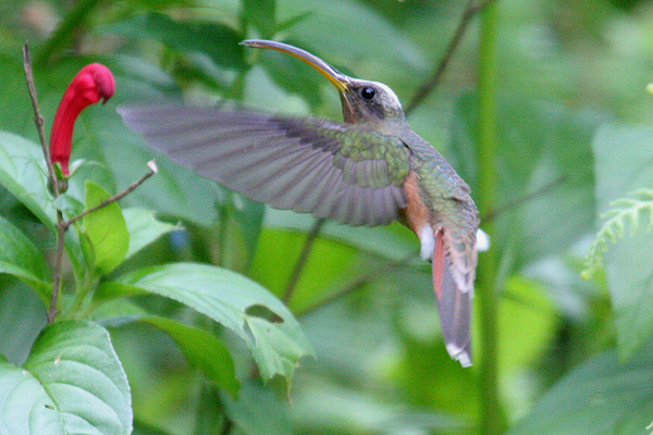 Rufous-breasted Hermit by Mick Dryden