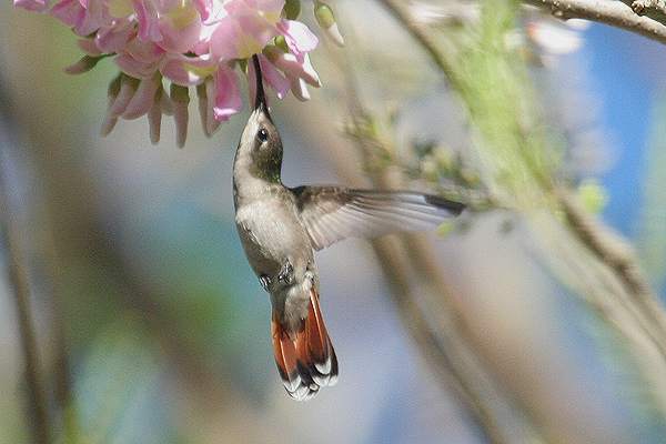 Ruby-topaz by Mick Dryden