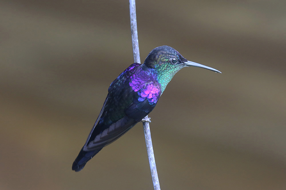 Crowned Woodnymph by Mick Dryden