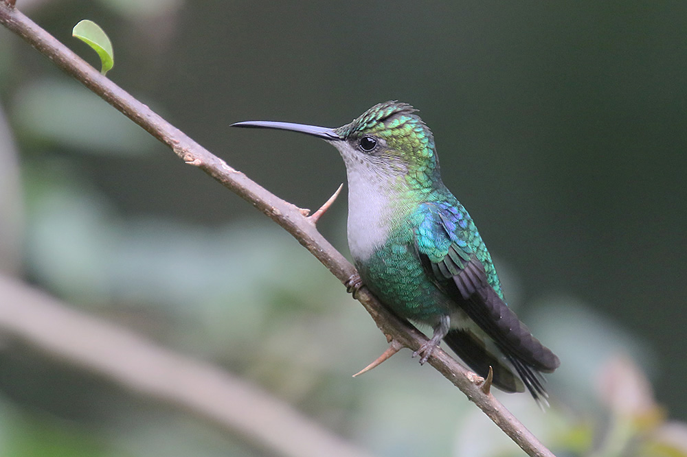 Crowned Woodnymph by Mick Dryden