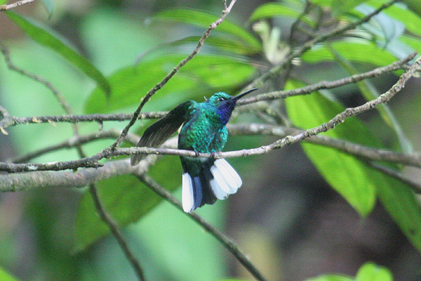 White-tailed Sabrewing by Mick Dryden