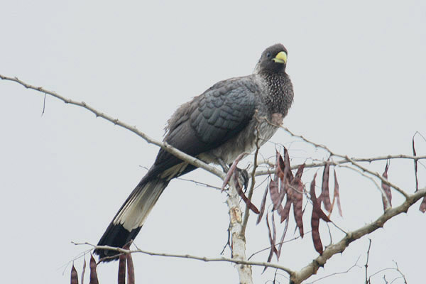 Eastern Grey Plantain Eater by Mick Dryden