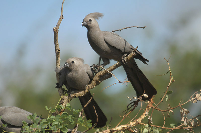 Grey Lourie by Mick Dryden