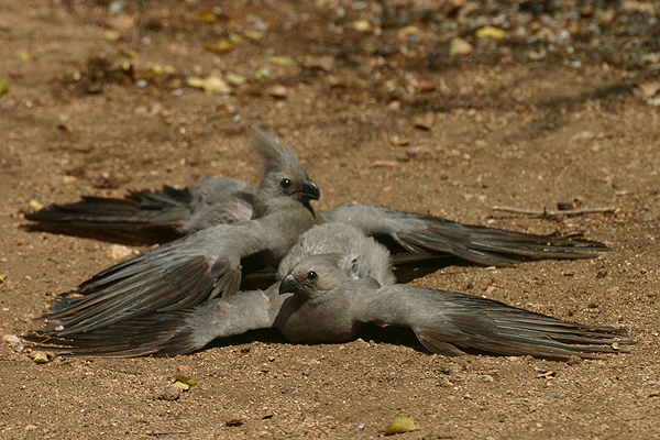 Grey Lourie by Mick Dryden