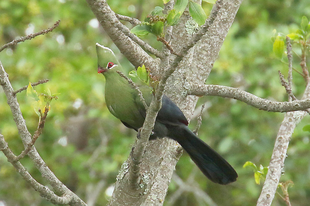 Knysna Turaco by Mick Dryden