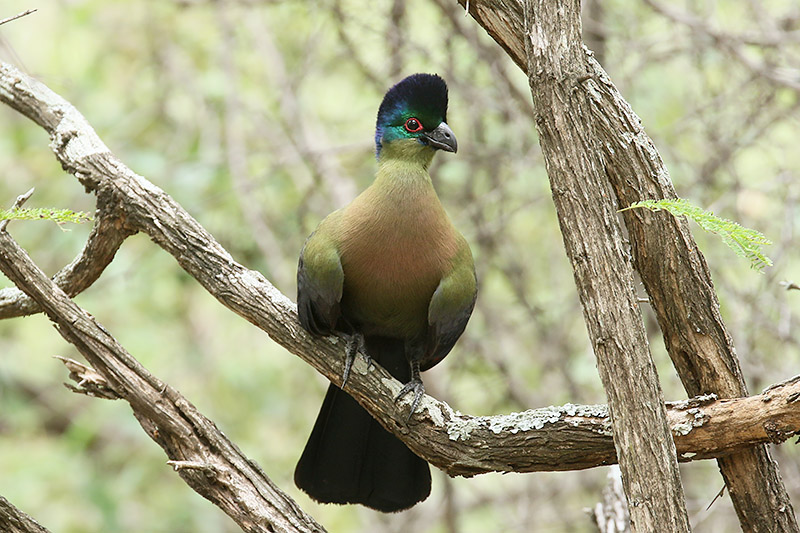 Purple crested Touraco by Mick Dryden