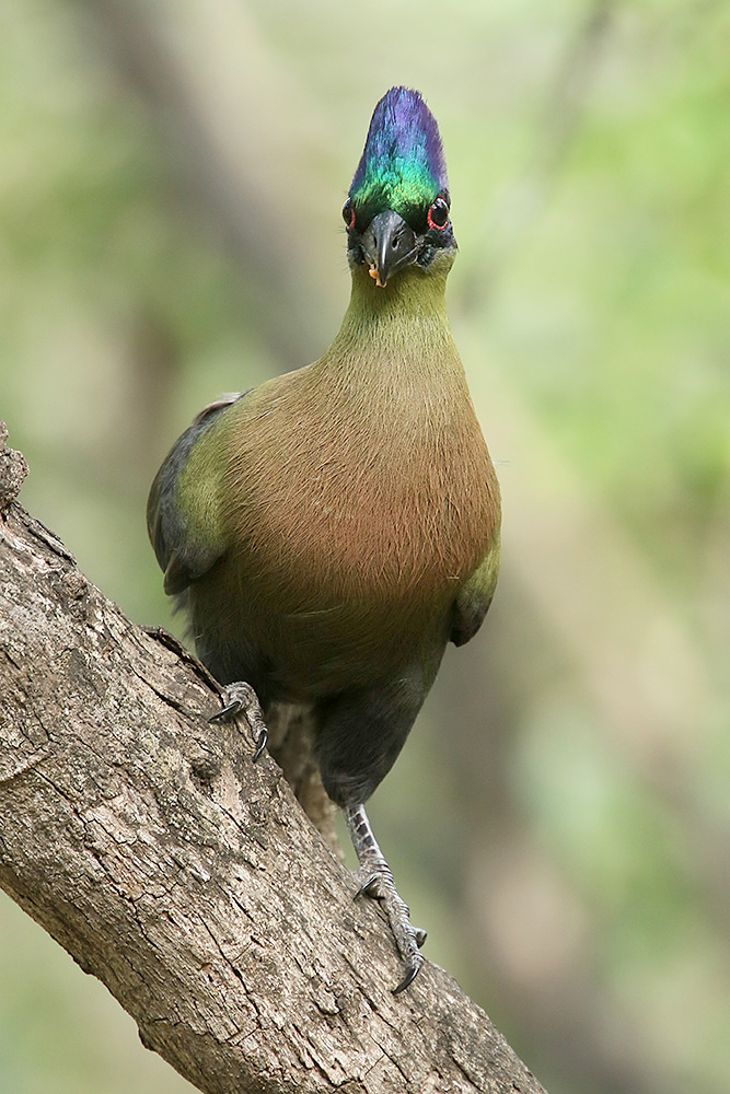 Purple crested Turaco by Mick Dryden