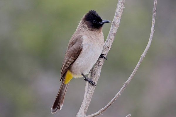 Blackeyed Bulbul by Mick Dryden