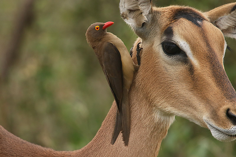 Red billed Oxpecker by Mick Dryden