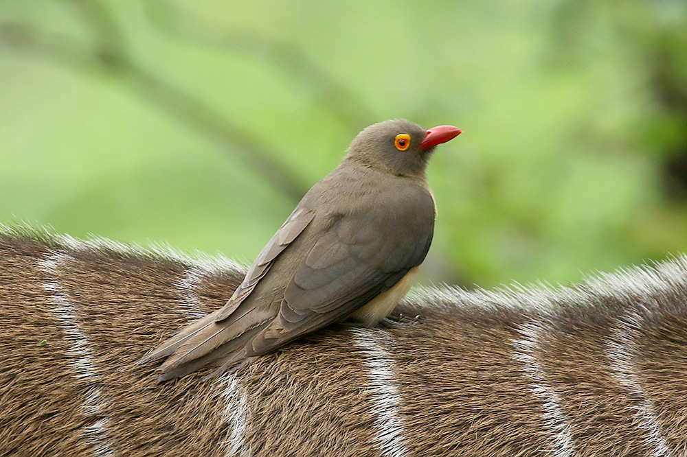 Red billed Oxpecker by Mick Dryden