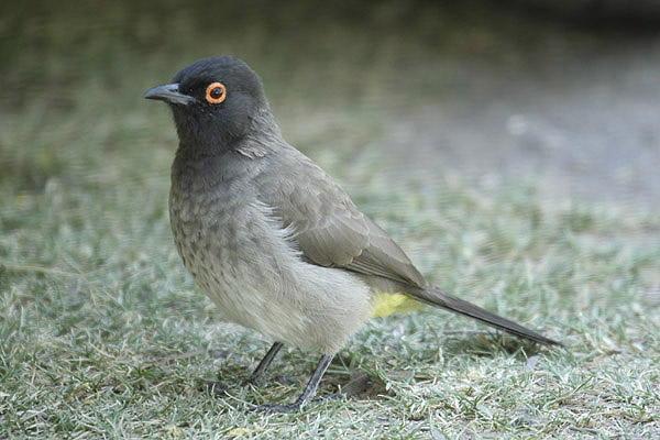 Red-eyed Bulbul by Mick Dryden