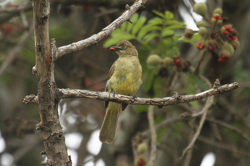 Sombre Greenbul by Mick Dryden