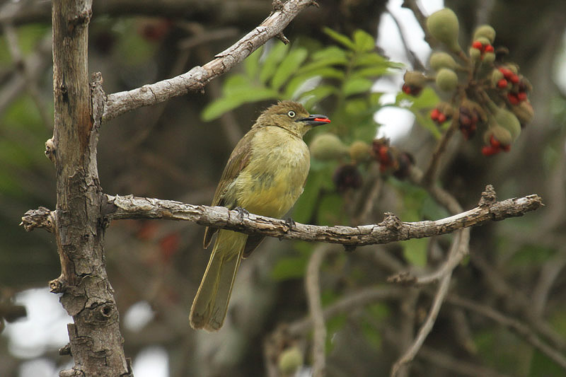 Sombre Greenbul by Mick Dryden